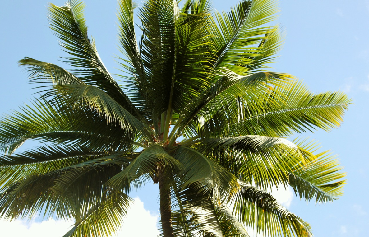 palma a kokosy